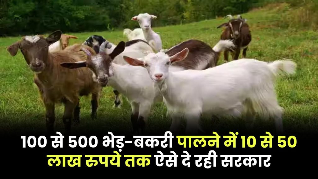 Goat Farming: 100 से 500 भेड़-बकरी पालने में 10 से 50 लाख रुपये तक ऐसे दे रही सरकार