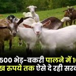 Goat Farming: 100 से 500 भेड़-बकरी पालने में 10 से 50 लाख रुपये तक ऐसे दे रही सरकार