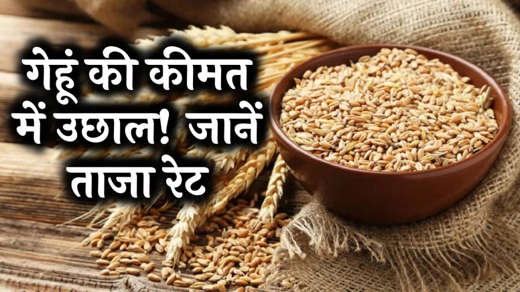 Wheat Price: गेहूं की कीमत में जबरदस्त उछाल! जानें अब क्विंटल का रेट कितना पहुंचा