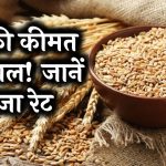 Wheat Price: गेहूं की कीमत में जबरदस्त उछाल! जानें अब क्विंटल का रेट कितना पहुंचा