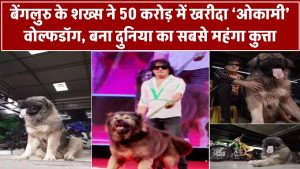 World’s Most Expensive Dog: बेंगलुरु के शख्स ने 50 करोड़ में खरीदा ‘ओकामी’ वोल्फडॉग, बना दुनिया का सबसे महंगा कुत्ता!