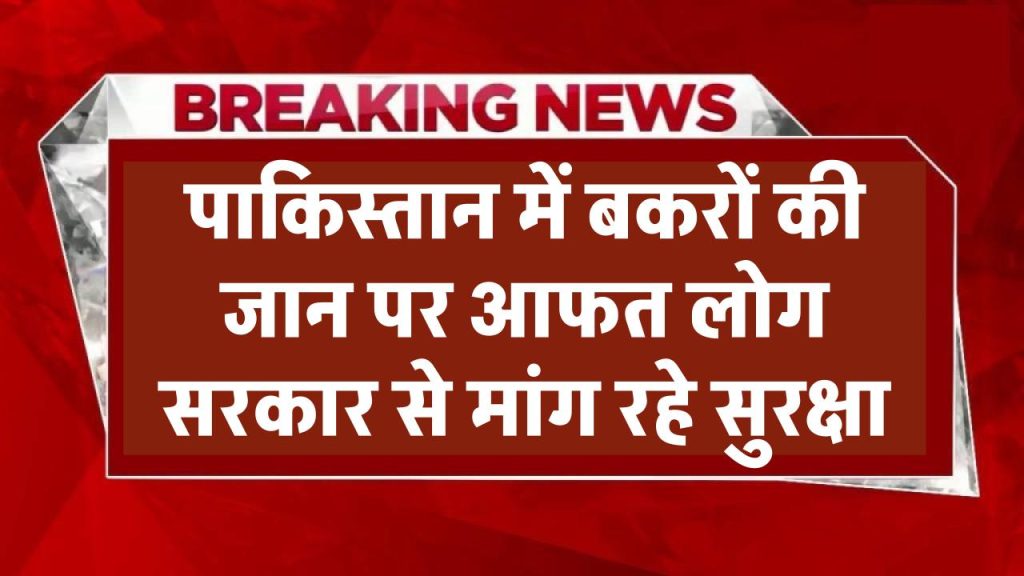 Pakistan News: रमजान में बकरों पर आफत! 'मोस्ट वॉन्टेड' बने बकरे, लोग सरकार से मांग रहे सुरक्षा