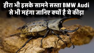 हीरा भी इसके सामने सस्ता! BMW और Audi से महंगा दुनिया का सबसे महंगा कीड़ा – जानिए क्यों है ये खास