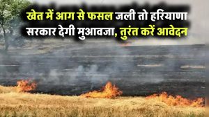 खेत में आग से फसल जली तो हरियाणा सरकार देगी मुआवजा, तुरंत करें आवेदन