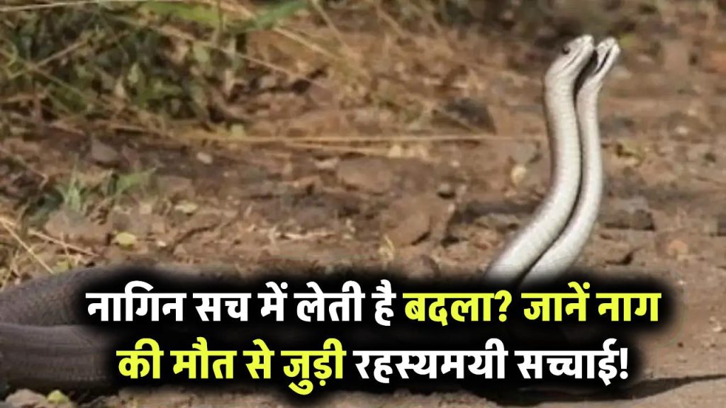 क्या नागिन सच में लेती है बदला? जानिए नाग की मौत और नागिन की रहस्यमयी दुनिया की सच्चाई