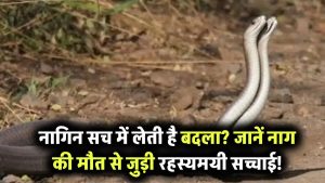 क्या नागिन सच में लेती है बदला? जानिए नाग की मौत और नागिन की रहस्यमयी दुनिया की सच्चाई