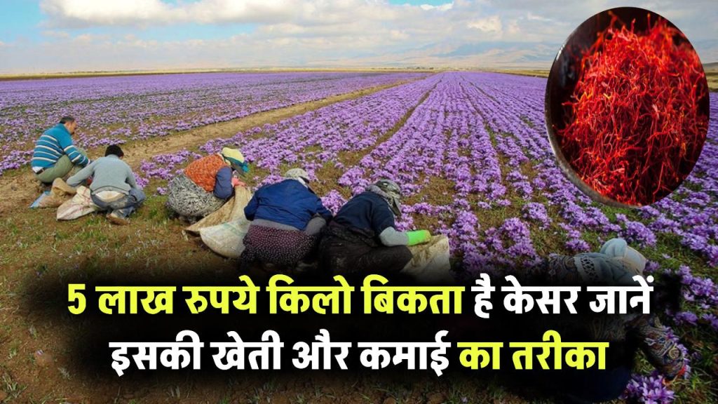 पांच लाख रुपये किलो बिकता है केसर! जानिए इसकी खेती कैसे शुरू करें और कैसे होगी लाखों की कमाई Saffron Farming Tips