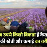 पांच लाख रुपये किलो बिकता है केसर! जानिए इसकी खेती कैसे शुरू करें और कैसे होगी लाखों की कमाई Saffron Farming Tips