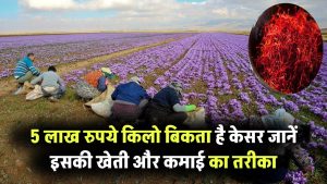 पांच लाख रुपये किलो बिकता है केसर! जानिए इसकी खेती कैसे शुरू करें और कैसे होगी लाखों की कमाई Saffron Farming Tips